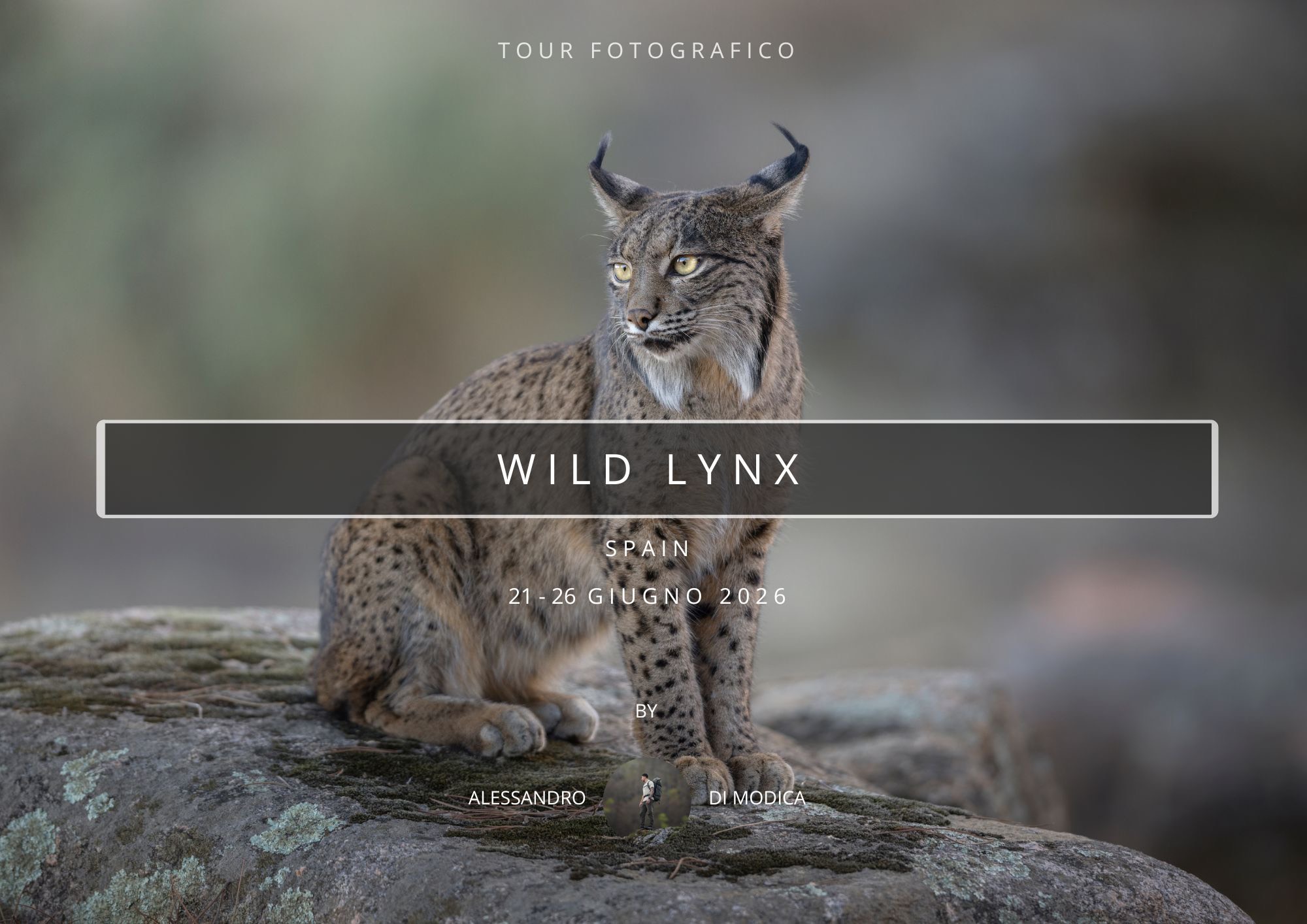 WILD LYNX 21-26 GIUGNO 2026